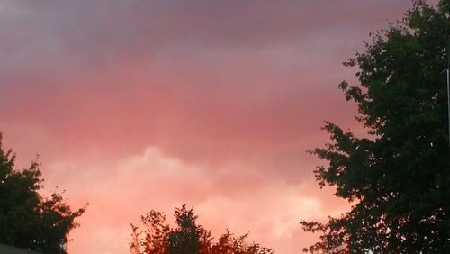 Low angle view of tree against sky during sunset