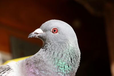 Close-up of pigeon