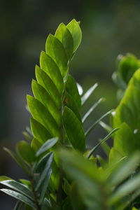 Close-up of fresh green leaves