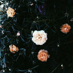 Close-up of flowers