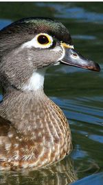 Close-up of duck swimming in water