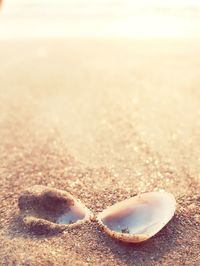 Close-up of seashell on beach