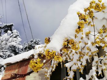 Close-up of snow covered plants