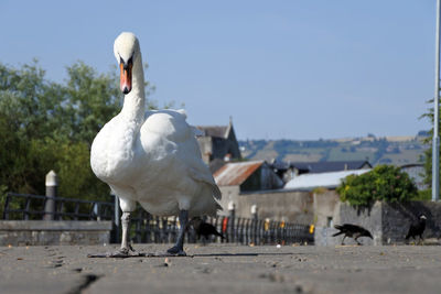 Low angle view of a swan walking on an urban footbath