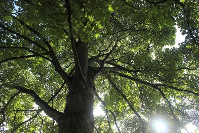 Low angle view of trees in forest