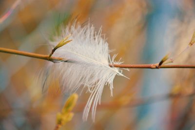 Close-up of white feather on plant