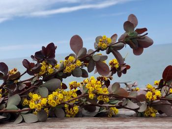 Close-up of yellow flowering plants against sky