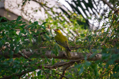 Bird perching on a tree