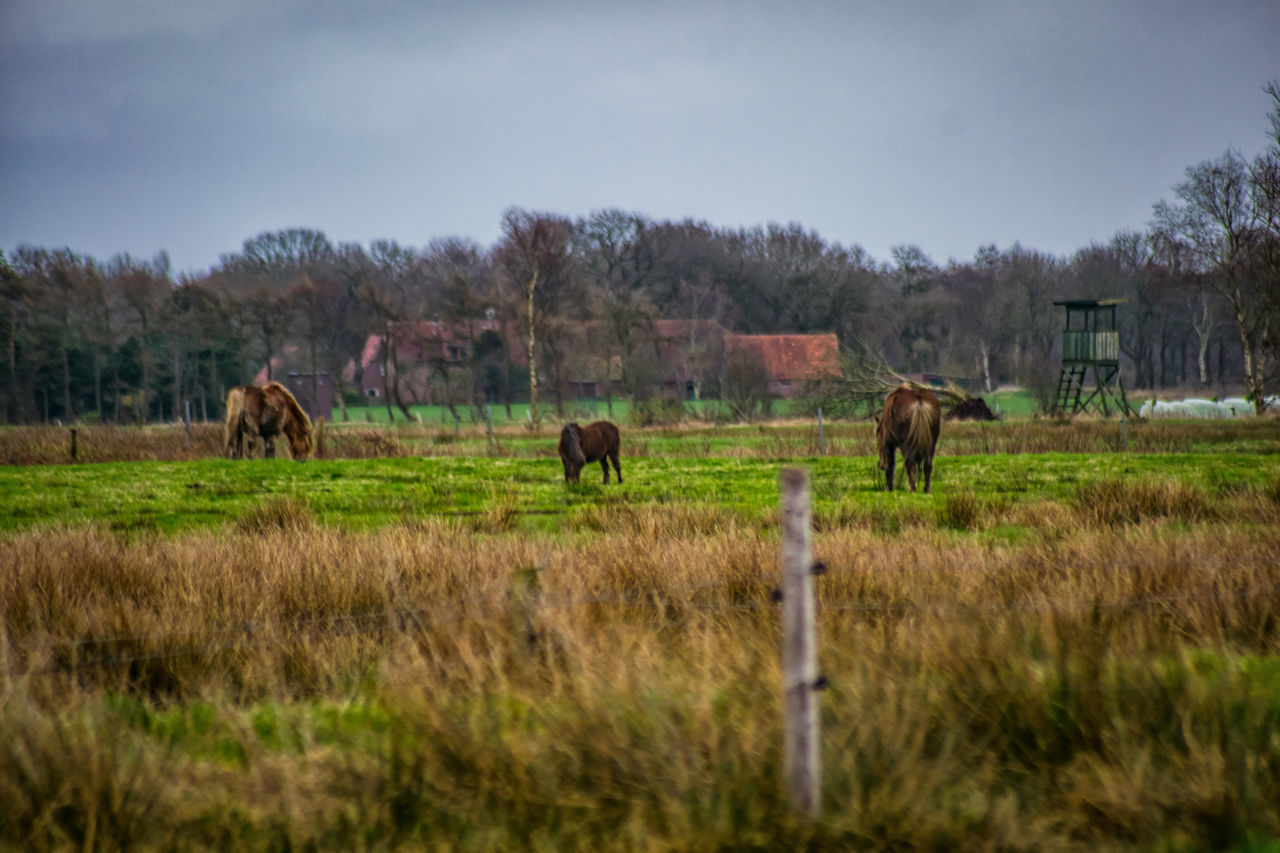 HORSES GRAZING IN FIELD