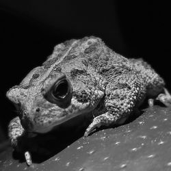 Close-up of a turtle