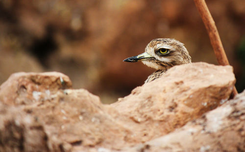 Bird hiding behind rock