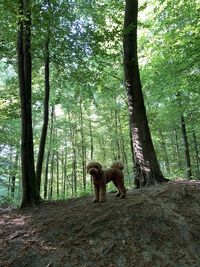 View of dog in forest