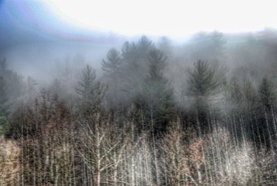 Bare trees in forest