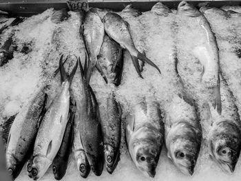 High angle view of fish for sale in market