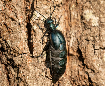 Close-up of insect on tree trunk