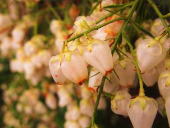 Close-up of flowering plant