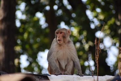 Low angle view of monkey sitting on tree