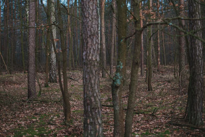 Trees in forest