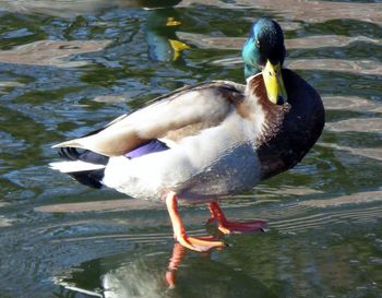 Close-up of duck swimming in lake