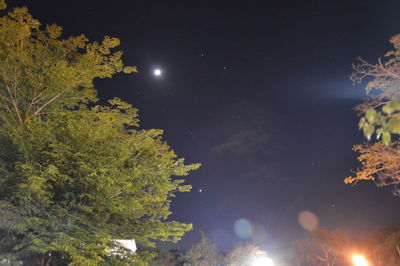 Low angle view of plants against sky at night