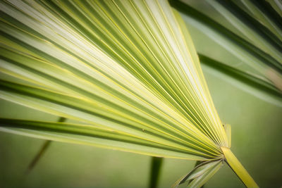 Close-up of palm leaves