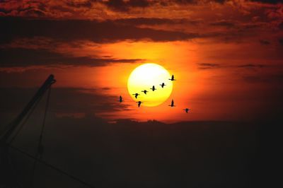 Silhouette birds fly against sunset