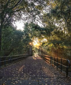Footpath passing through forest