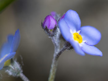 Close-up of purple crocus flower