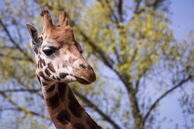 Low angle view of giraffe against trees