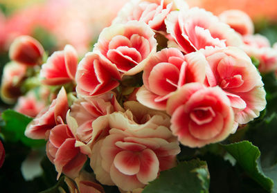 Close-up of red flowers