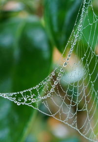 spider web