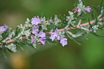 Close-up of purple flowering plant