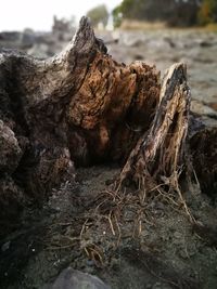 Close-up of driftwood on tree trunk in forest