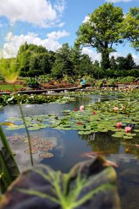 Lotus water lily in lake against sky