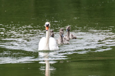 Swans swimming in a lake