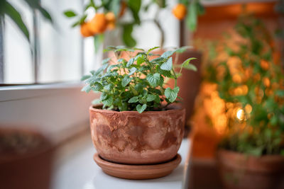 Close-up of potted plant