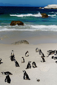 High angle view of birds on beach