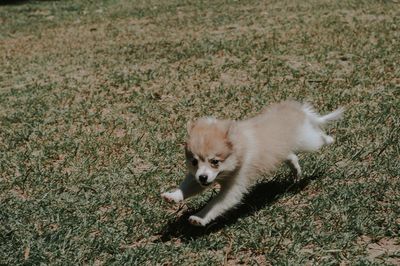 High angle view of dog on field