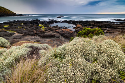 Scenic view of sea shore against sky