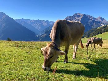 Horses grazing in a field