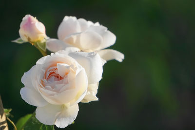 Close-up of white rose