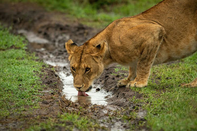 Close-up of lion cub drinking from ditch