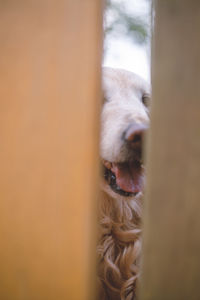 Close-up of dog sticking out tongue