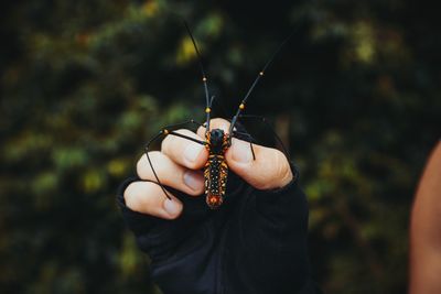 Close-up of hand holding ring