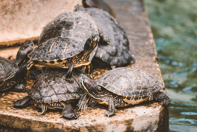 Close-up of turtle climbing on turtles