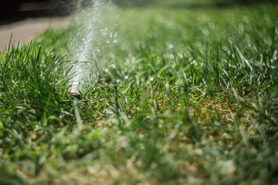 Close-up of wet grass on field