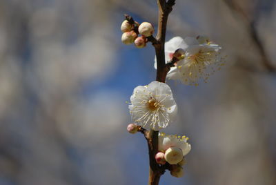 Close-up of flowers on tree