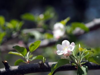 Close-up of white flowering plant