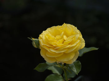 Close-up of yellow rose against black background