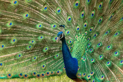 Close-up of peacock